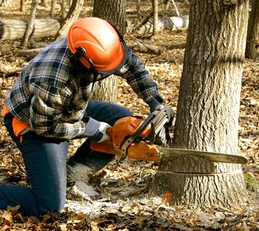 Tree Removal in Walled Lake, MI